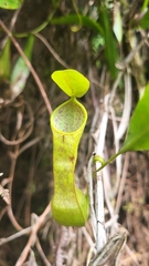 Nepenthes tobaica