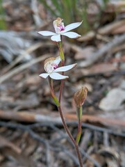 Caladenia gracilis