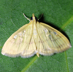 Crocidophora tuberculalis