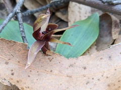Chiloglottis grammata