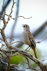 Drymodes brunneopygia