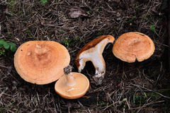 Lactarius porniniae