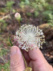 Trachymene composita