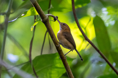 Ramphocaenus melanurus
