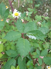Rubus