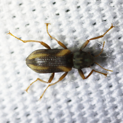 Stenelmis