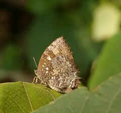 Thaduka multicaudata