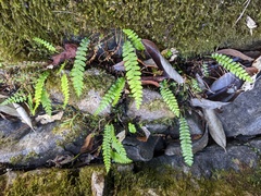 Blechnum penna-marina