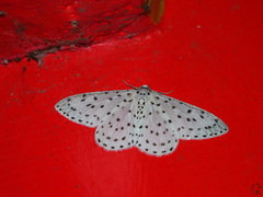 Xenoplia trivialis