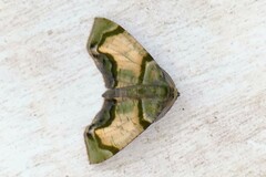 Achrosis incitata