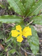 Goodenia lanata