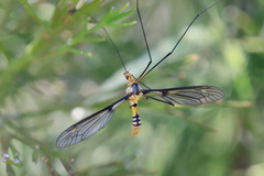 Leptotarsus clavatus
