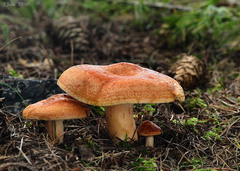 Lactarius porniniae