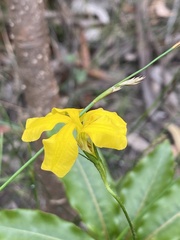 Goodenia lanata