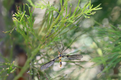 Leptotarsus clavatus