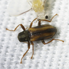 Stenelmis