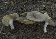 Lactarius pterosporus