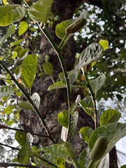 Artocarpus heterophyllus