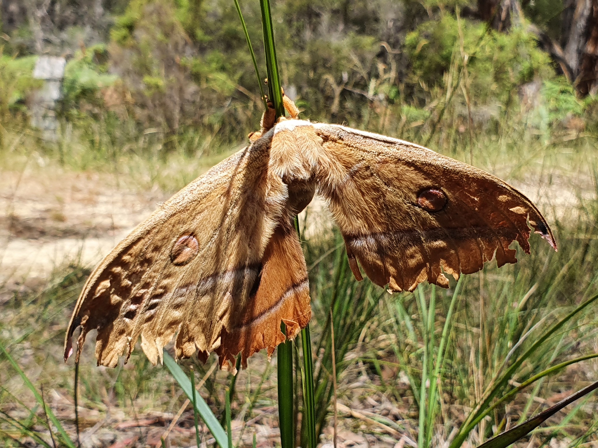 Saturniidae