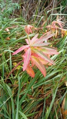 Euphorbia palustris