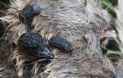 Thanatophilus rugosus