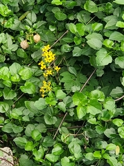 Senecio angulatus image