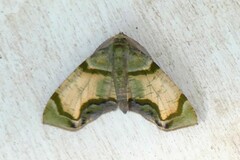 Achrosis incitata