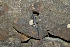 Ninurta coeruleopunctatus