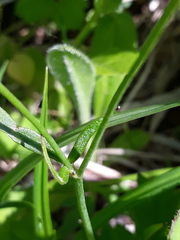 Ranunculus japonicus