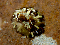 Siphonaria denticulata