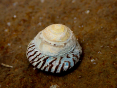 Bembicium nanum