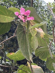 Bauhinia purpurea