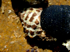 Tenguella marginalba