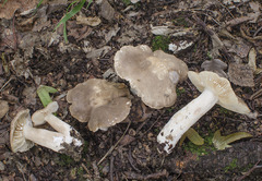Lactarius pterosporus