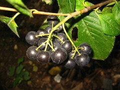 Aronia