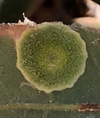 Andricus pattersonae