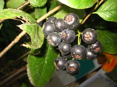 Aronia