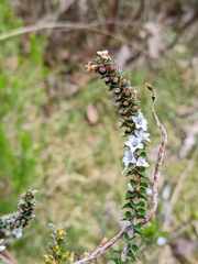Epacris gunnii