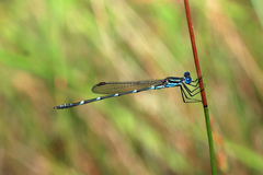 Austrolestes minjerriba