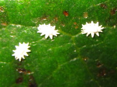 Ceroplastes