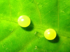 Cephonodes hylas