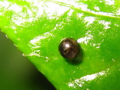 Cephonodes hylas