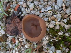 Phylloscypha phyllogena