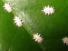 Ceroplastes