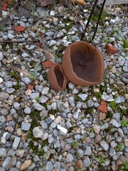 Phylloscypha phyllogena