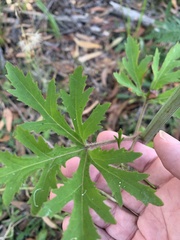 Trachymene composita