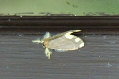Orvasca subnotata