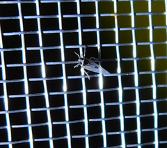 Laodelphax striatella