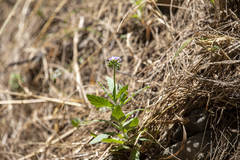 Heliotropium amplexicaule