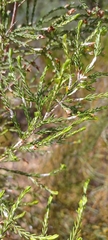 Passerina